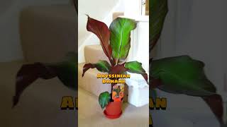 வாழை மரம் போல் இருக்கும் உட்புற செடிகள் #indoorplants #houseplants