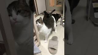 しっぽを振る、猫さん達