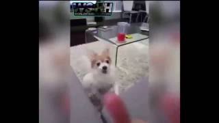 Dog hates being flipped off