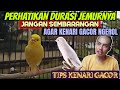 RAWAT KENARI SEMUDAH INI KOK ⁉️ TIPS PENJEMURAN AGAR KENARI GACOR DOR NGEROL PANJANG