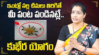 నల్ల చీమలు ఇంట్లో తిరిగితే మీ పంట పండినట్లే : Jandhyala Latha || Intlo Nalla Cheemalu Tirigite?