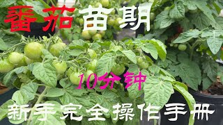 【渔耕笔记】种番茄 | 10分钟新手西红柿番茄育苗 苗期管理完全操作手册