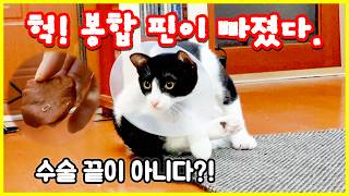 고양이 중성화 후 집사가 꼭 해야 할 미션 5가지!