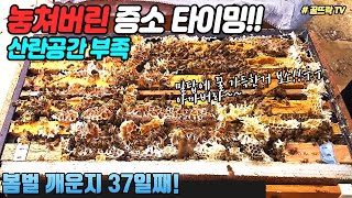 놓쳐버린 증소 타이밍! 산란공간이 부족해요 | 봄벌 깨운후 37일 5매벌내검하기|Honeygarden_꿀뜨락|양봉 일기 |양봉 귀농| a korean beekeeper's Blog