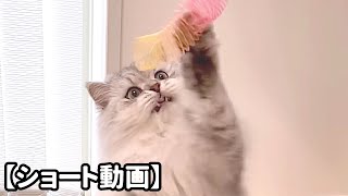 スプリングのおもちゃを捕まえたい猫 【サイベリアン】 #Shorts