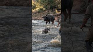 Heroic Rescue! Mother Buffalo Begs Owner to Save Her Baby From Drowning 🐃💦 #shorts