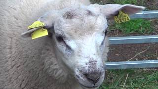 A sheep farm in Estonia