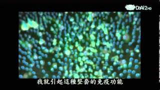 20131008《發現》髓緣不滅 骨髓移植