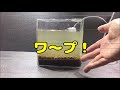 【アクアリウム】 ベタ水槽　立ち上げ 【底面フィルター】