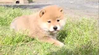 柴犬子犬赤柴雄ID:1517　2012.03.16生まれ　2012.04.24撮影 柴犬.net  shiba inu