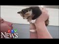 Mechanics free kitten trapped in car dashboard