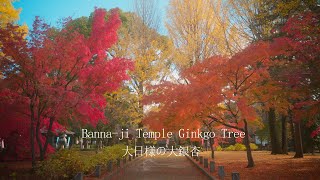 【４K】鑁阿寺（ばんなじ）大日様の大銀杏・・ ～Banna-ji Temple Ginkgo Tree  ～