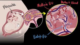 Placenta | How do organisms reproduce | Biology | Khan Academy