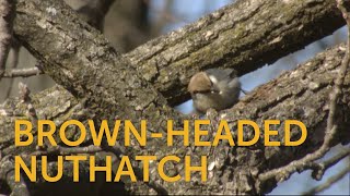 Brown-headed Nuthatch