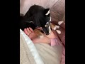 全力で起こしてくれる柴犬~このアラームを聞くとお姉ちゃんを起こさないと~ shiba inu waking me up with all his might.