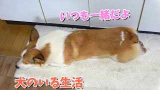 犬のいる生活～最後はコタ飯です