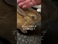 なでられるウサギの気持ち🐰🍀✨🥕 うさぎのチャーミー うさぎのいる暮らし うさぎの飼い方 うさぎの飼育 rabbit