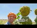 blippi chicken song 1 hour of blippi at the farm moonbug kids farm animals