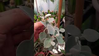 Kalanchoe easy for beginners #Succulent #plant #succulents #plants #cactus #propagation #homegarden