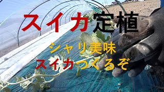 スイカ定植始まる。シャリうまスイカ作るぞ!!今日は670本定植だ。7月の収穫に向けて頑張るぞ