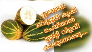 കണി വെള്ളരി കൃഷി | Yellow cucumber | Eatend Garden