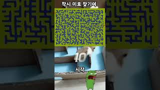 10초안에 미로찾기 가능? #shorts