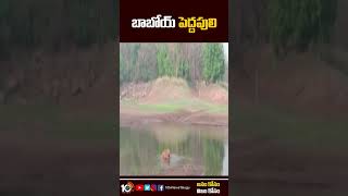 బాబోయ్ పెద్దపులి | #viralvideo #tiger Roaming At #narmadapuran #madhyapradesh #shorts #10tv