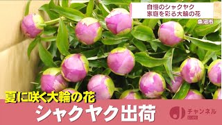 夏に咲く大輪の花 一家に一輪！？シャクヤクを スーパーJにいがた5月25日OA