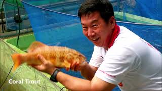 Introduction Of Nippon Koi Farm Transformation To Aquaponic