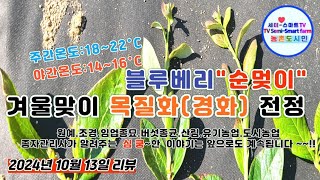 블루베리 겨울맞이 목질화(경화) 전정