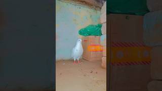 #karnataka 🕊️❤️#kabutar🔥 #kabutarbazi#kabootar #h #g  #babypigeons#pigeon #bird💯