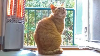 Kuroshio cats : 野良猫健太郎　猫が人を躾けることあります？ありますね