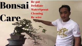 Basic Bonsai Lessons: Tugas sa Bato Bonsai Care: How to Repot a Bonsai Tree