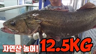 자연산 초대물 농어! 12.5kg농어 회뜨기!