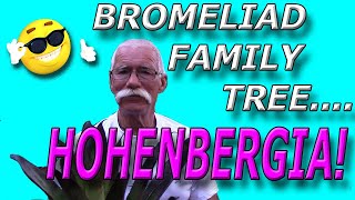 Bromeliad Family Tree: Hohenbergia!