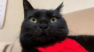 黒猫の顔を３分眺めると幸せになるって本当ですか？【猫動画】