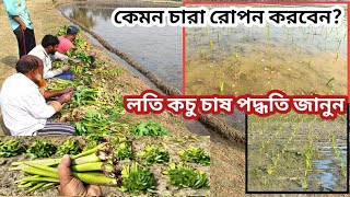 লতি কচু চাষের জন্য কেমন চারা লাগাতে হয় এবং কিভাবে জমির তৈরি করতে হয় বিস্তারিত ভিডিওতে দেখুন 🌱