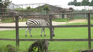 グラントシマウマのエレンとジャスミン　浜松市動物園にて　2022年8月20日 　 00264