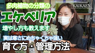 エケベリア 　多肉植物　寒さに強い　育て方・管理方法　増やし方【おうちでガーデニング】開花園チャンネル