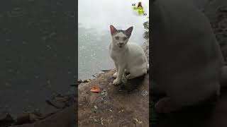 Thane Samaritans take care of abandoned cats #kokankanyasuchita #catlover #viral #trending #shorts