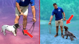 What Is Leash Pressure Training? (And How To Teach It)