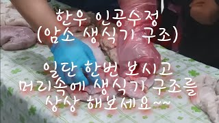 4. 한우 인공수정(생식기 활용)