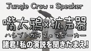 【鳴き声】野鳥 Jungle Crow × Speaker 嘴太鴉 × 拡声器 ハシブトガラス × スピーカー【Song】