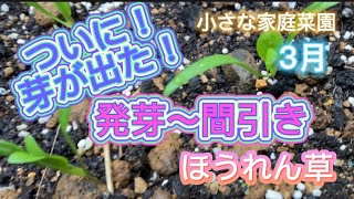 ホウレンソウ　発芽〜間引き編 【小さな家庭菜園】