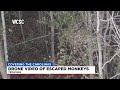 VIDEO: Escaped monkeys spotted in woods near South Carolina facility