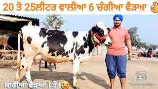 20 ਤੋ 25ਲੀਟਰ ਵਾਲੀਆ 6 ਚੰਗੀਆ ਵੈੜਆ ਵੀਕਾਓ। HF cows for sale/vadiya farm/22-1-23