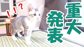 預かっていた子猫についてご報告があります【赤ちゃん猫】【保護猫　子猫】