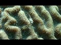 Coral Citizen | Triplefin Blenny on Brain Coral | 5.20.2023