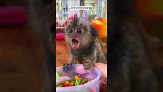 A Family Adopted a Marmoset grew up in the house #animals #cute #cutebaby #funnyanimals