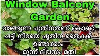 വെറും 3 ദിവസം മതി വാങ്ങിയ പുതിനതണ്ട് ഉണ്ടെങ്കിൽ നിറയെ പുതിന തോട്ടം ഉണ്ടാക്കാം| puthina krishi|mint